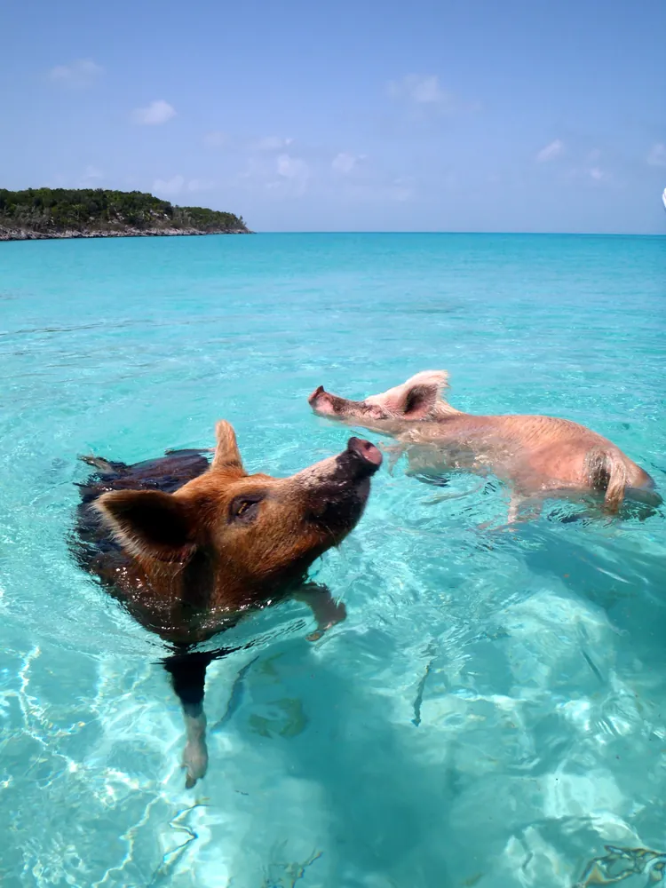 Swimming pigs at Big Major Cay